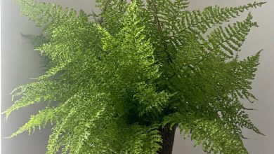 Top 10 Indoor Air-Purifying Plants for Better Mood